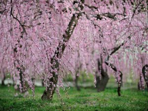 天白区の梅まつり